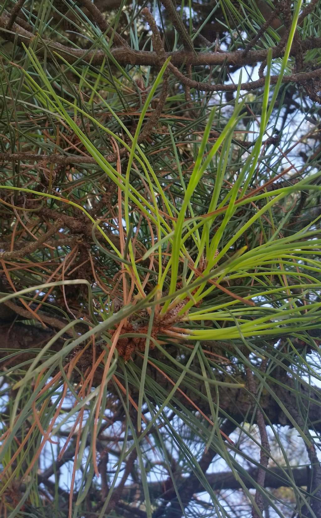 Pinus pinaster